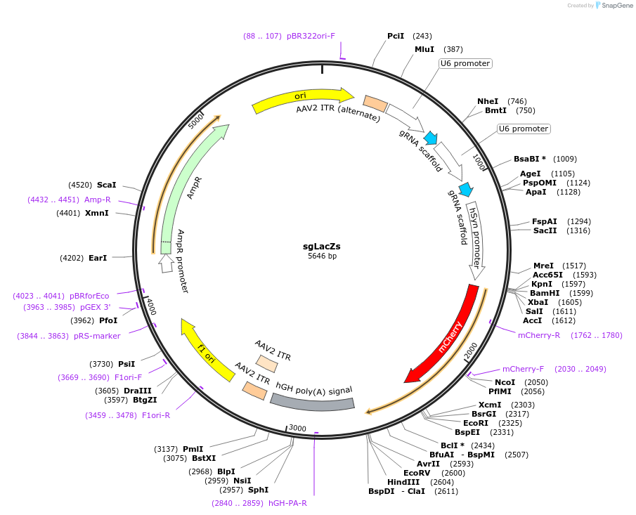 171185-plasmid-map-sequence-id-339130