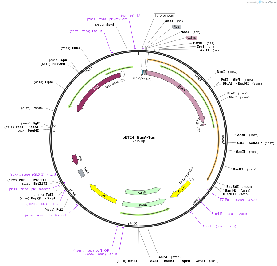 165959-plasmid-map-sequence-id-339141