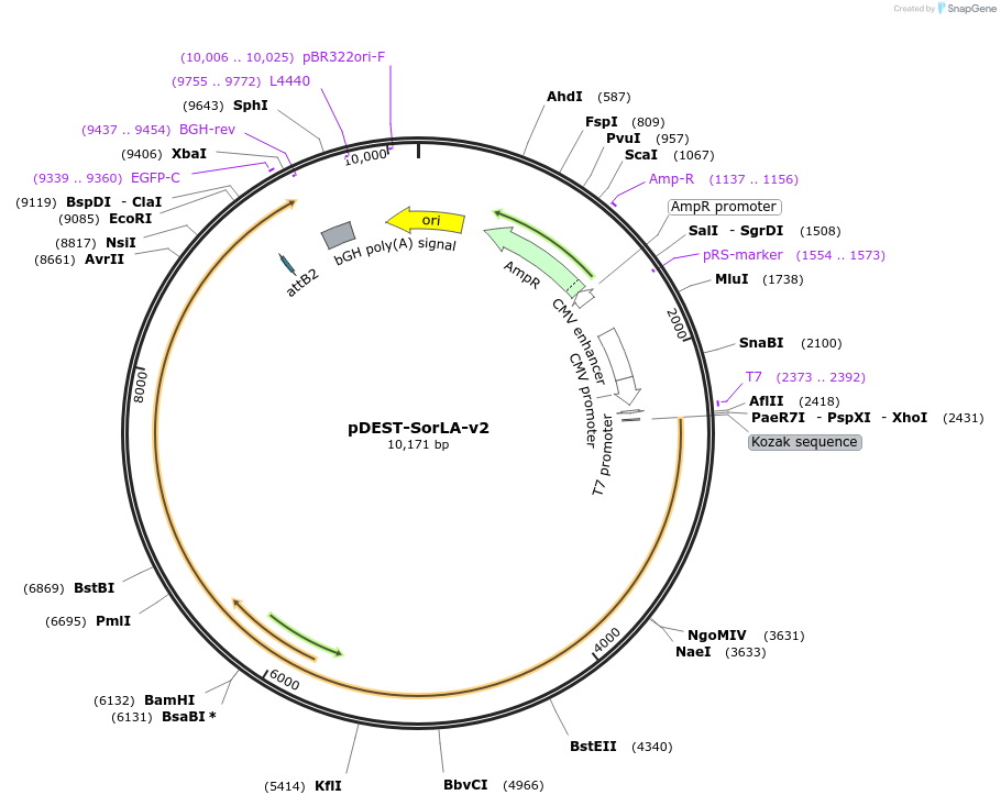 154900-plasmid-map-sequence-id-339149