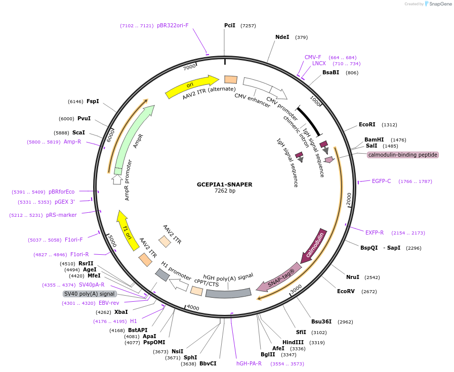 172659-plasmid-map-sequence-id-339177