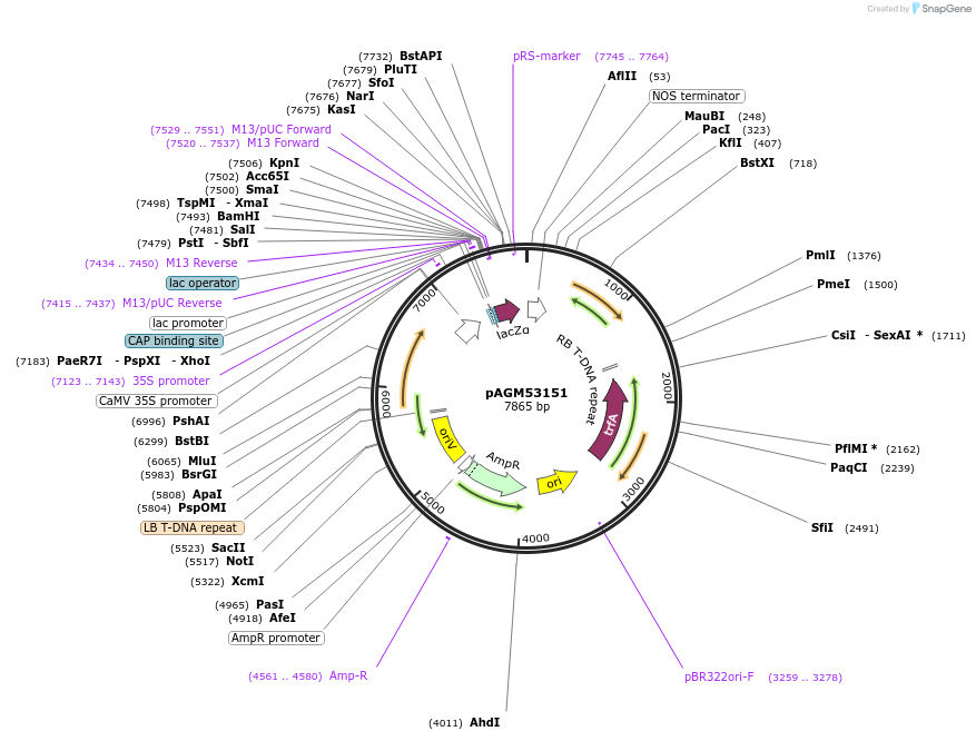 169093-plasmid-map-sequence-id-339200