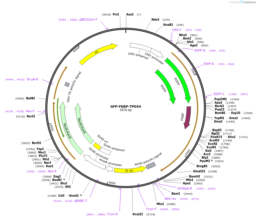 172454-plasmid-map-sequence-id-339201