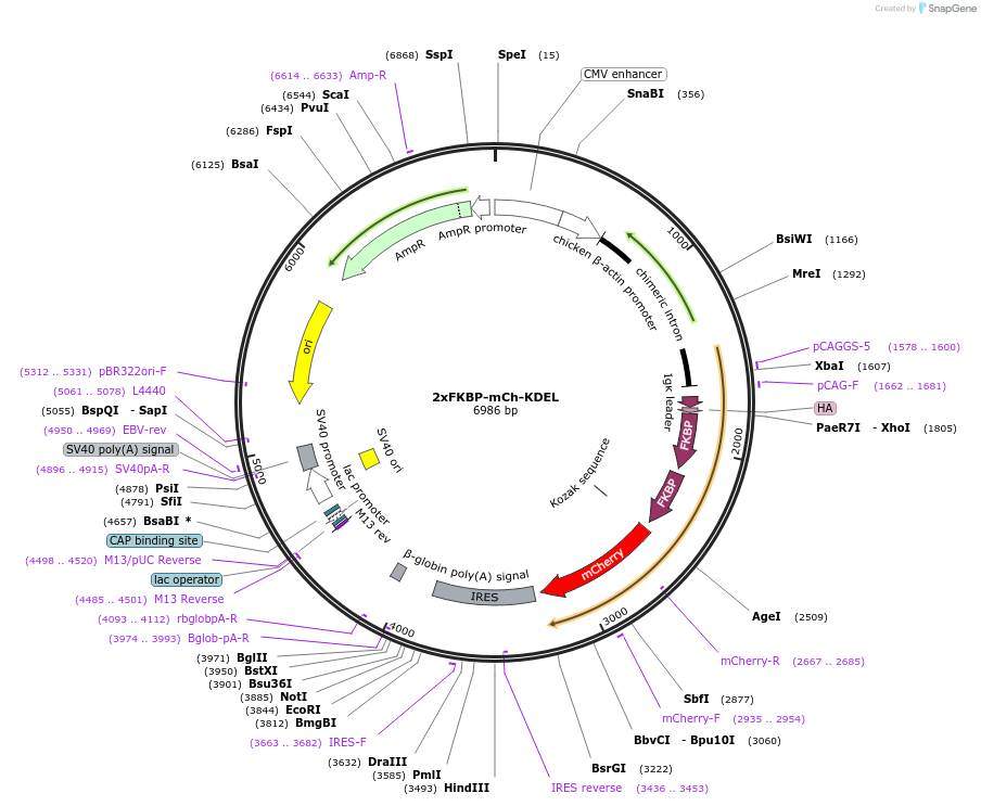173010-plasmid-map-sequence-id-339203