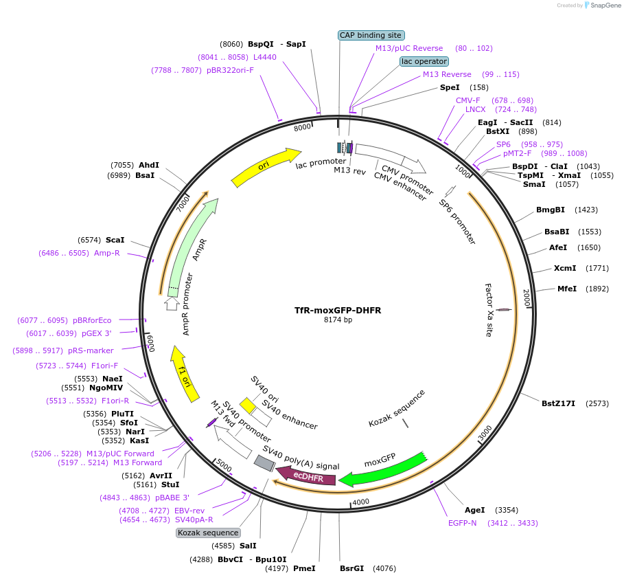 173012-plasmid-map-sequence-id-339204