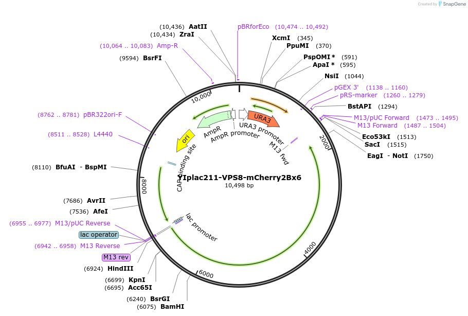 105273-plasmid-map-sequence-id-339205