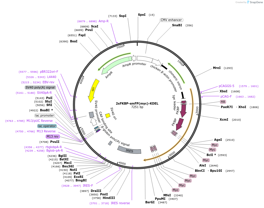 173021-plasmid-map-sequence-id-339210