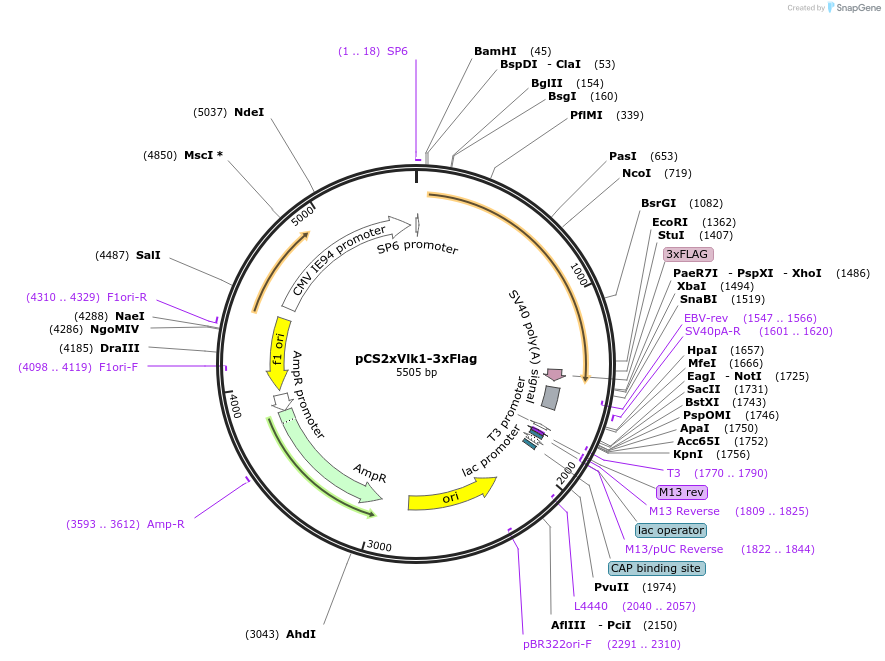 172773-plasmid-map-sequence-id-339218