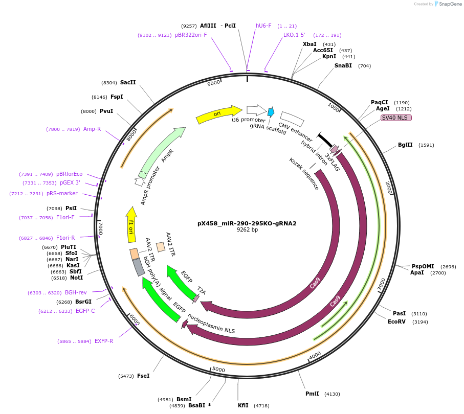 172710-plasmid-map-sequence-id-339219