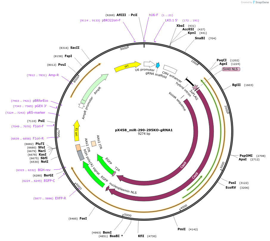 172709-plasmid-map-sequence-id-339220