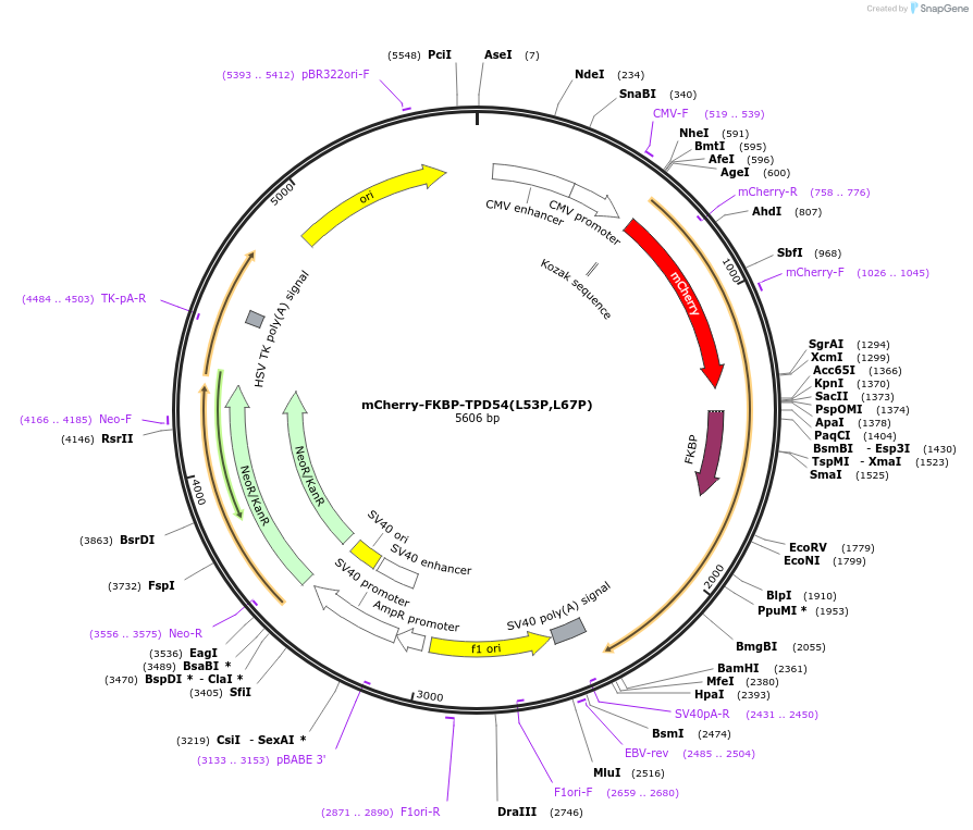 172458-plasmid-map-sequence-id-339274