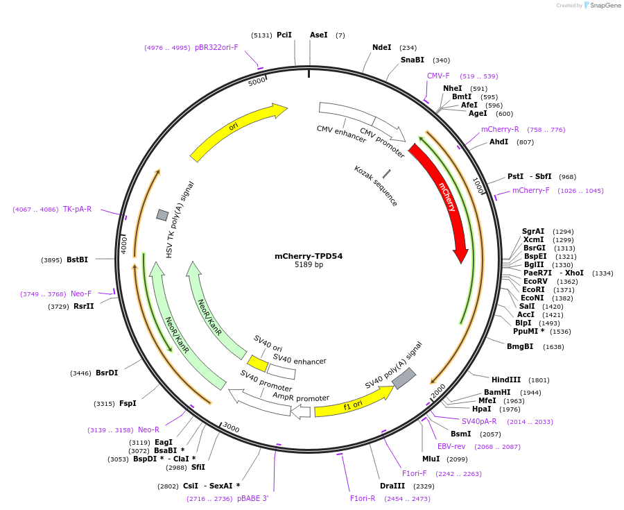 172449-plasmid-map-sequence-id-339276