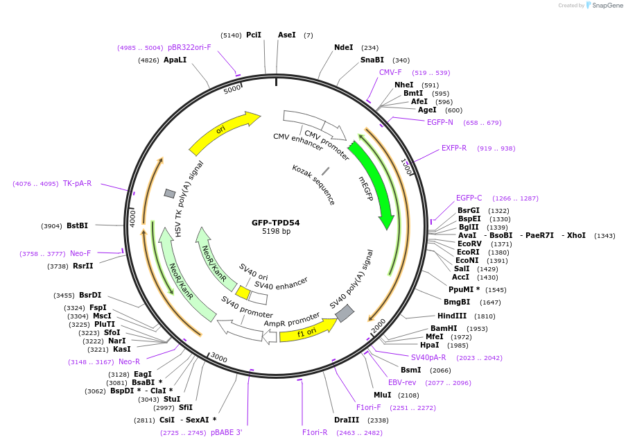 172448-plasmid-map-sequence-id-339277