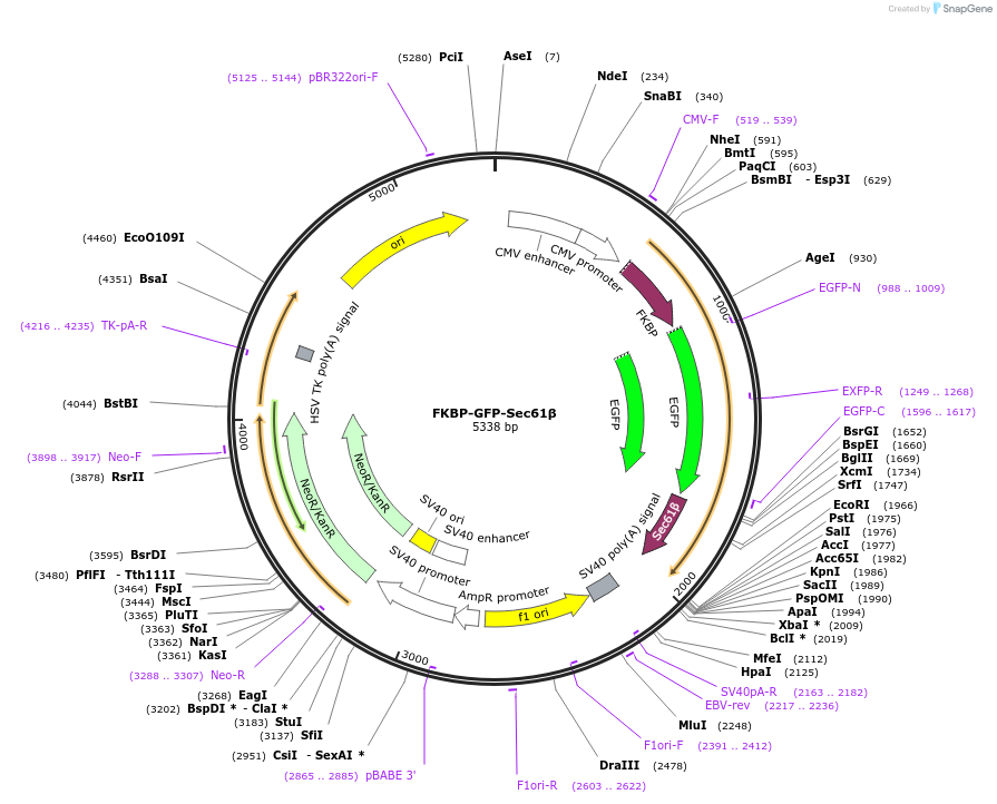 172442-plasmid-map-sequence-id-339278