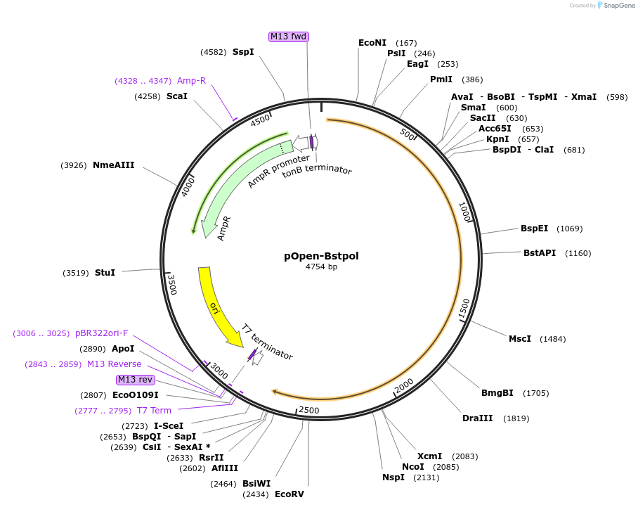 165543-plasmid-map-sequence-id-339279