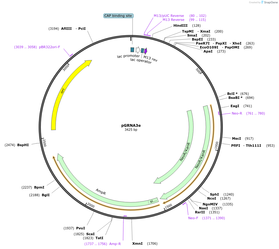 169783-plasmid-map-sequence-id-339281