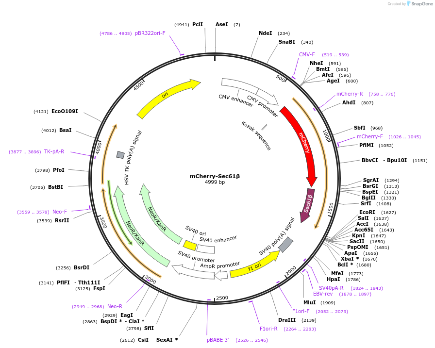 172445-plasmid-map-sequence-id-339282