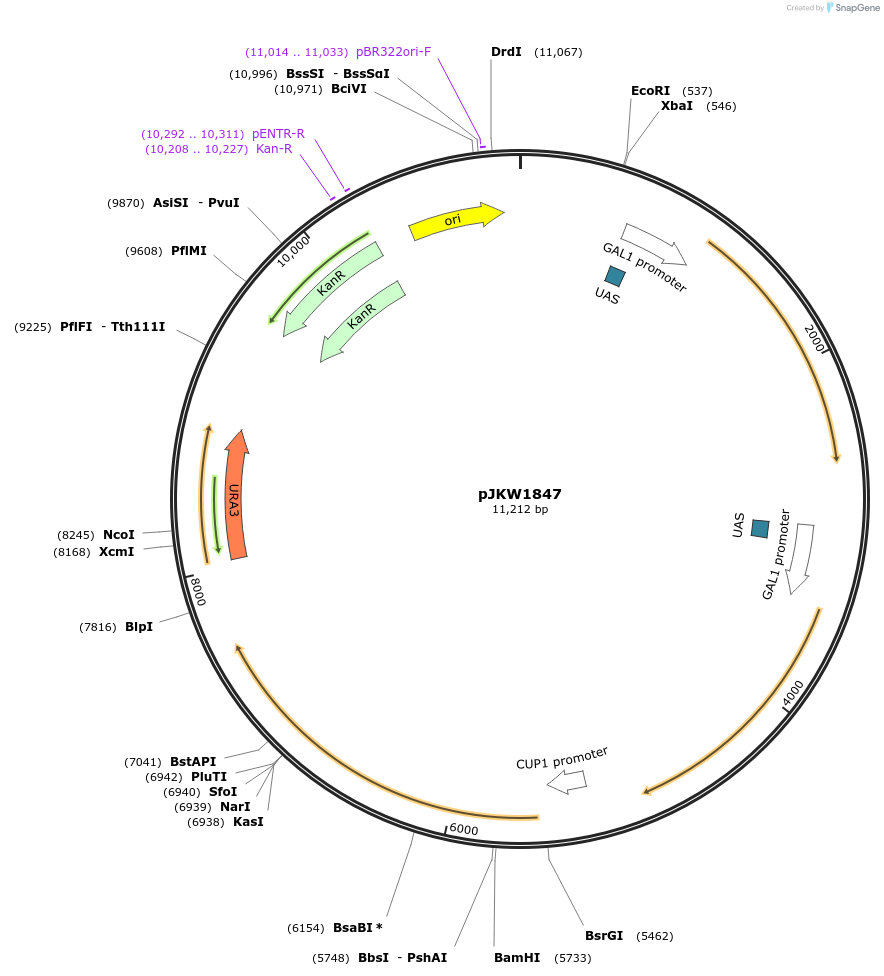 174004-plasmid-map-sequence-id-339288