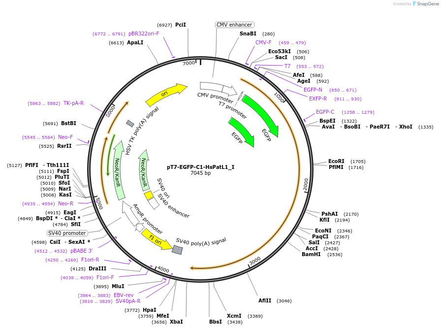 146547-plasmid-map-sequence-id-339295