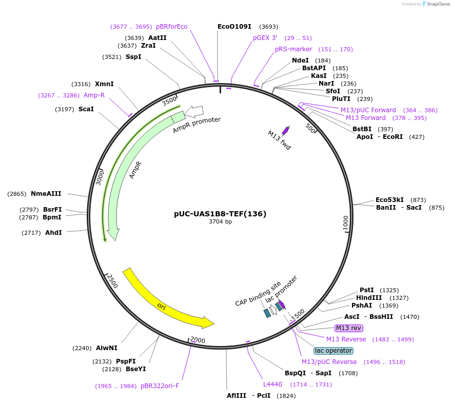 44380-plasmid-map-sequence-id-339401