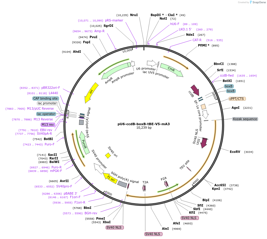171693-plasmid-map-sequence-id-339403