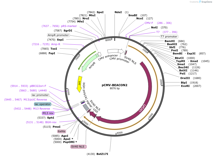 171698-plasmid-map-sequence-id-339407