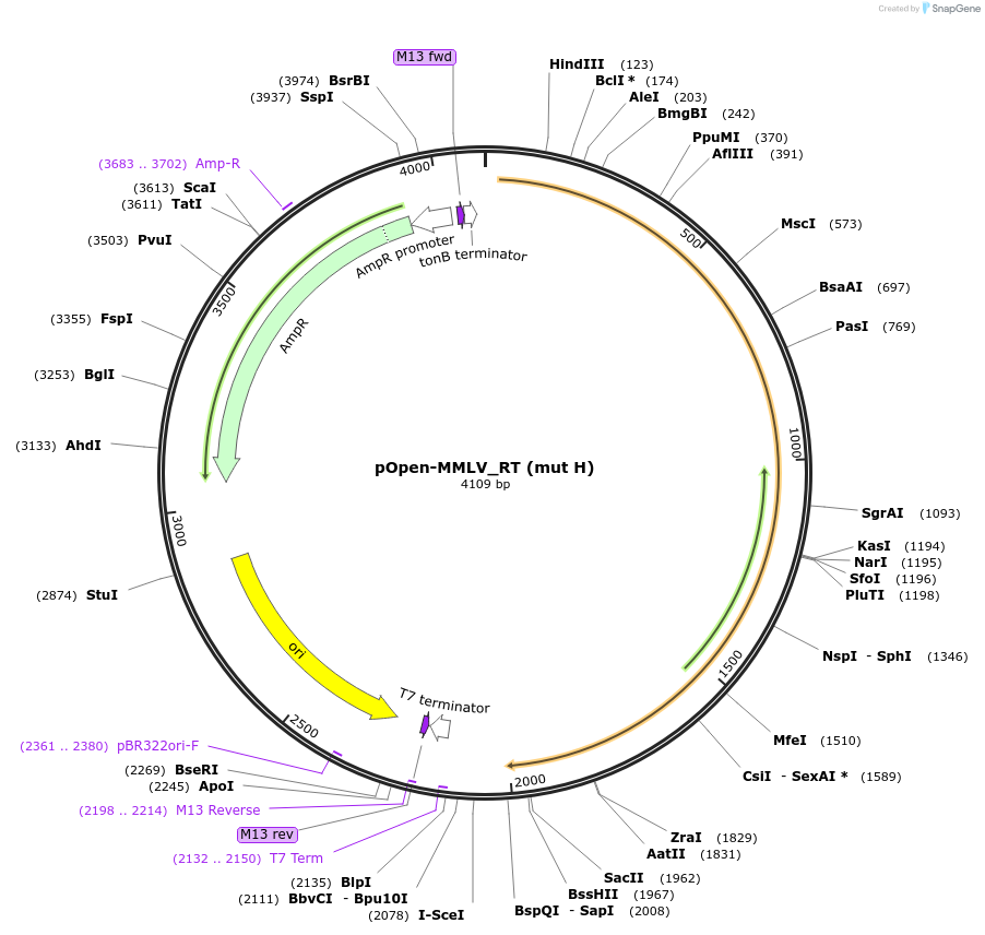 165546-plasmid-map-sequence-id-339423