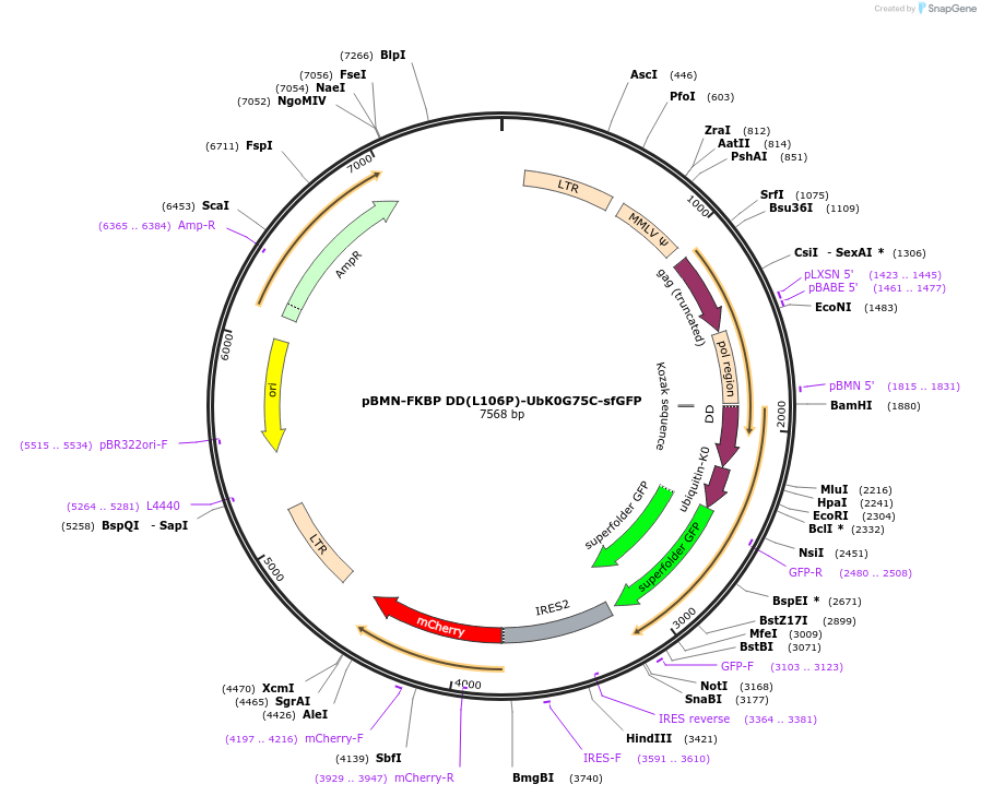 172001-plasmid-map-sequence-id-339426