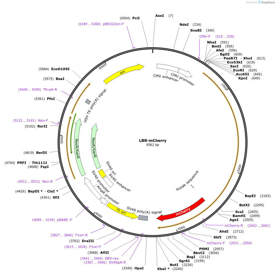172446-plasmid-map-sequence-id-339427