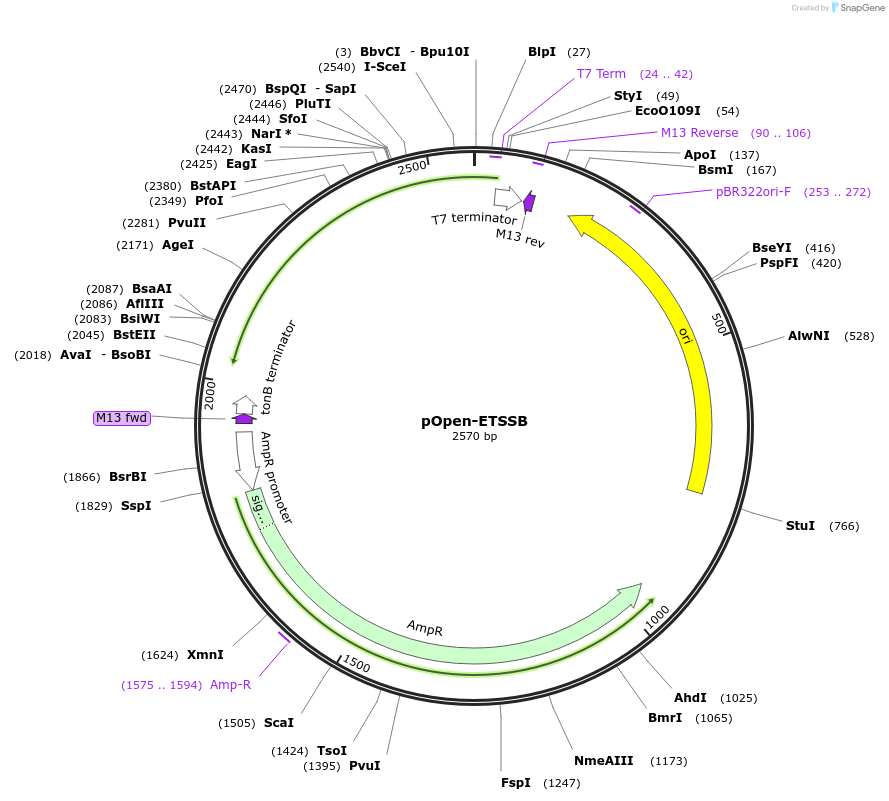 165549-plasmid-map-sequence-id-339430