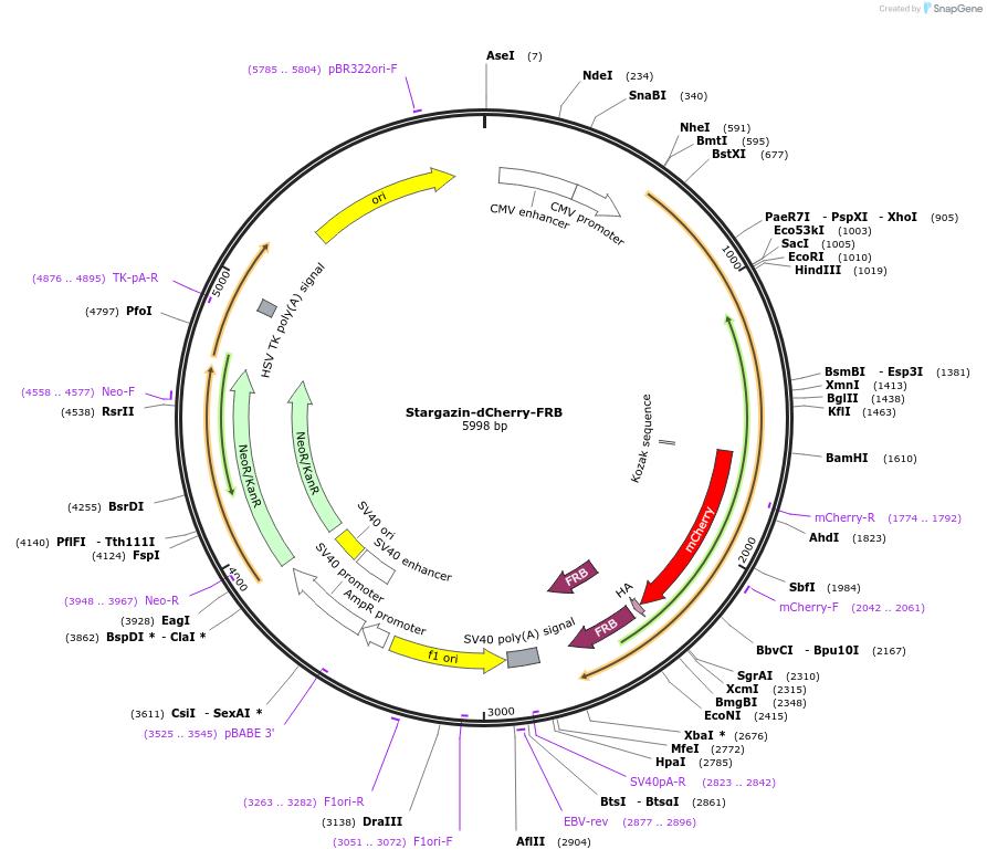 172444-plasmid-map-sequence-id-339432