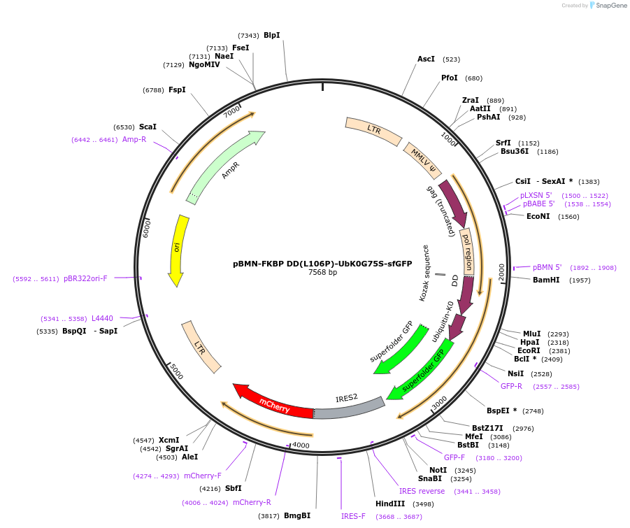 170157-plasmid-map-sequence-id-339453