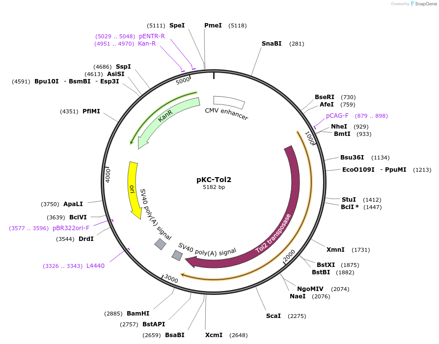 85600-plasmid-map-sequence-id-339471