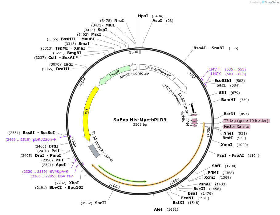 173851-plasmid-map-sequence-id-339476