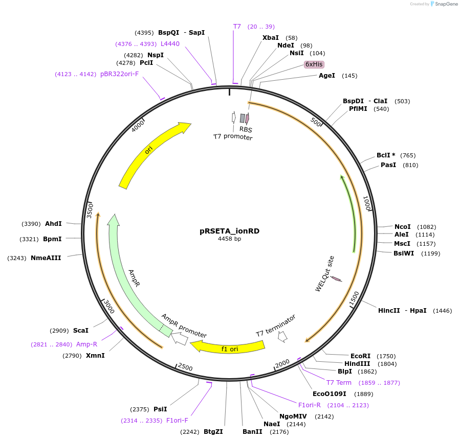 172924-plasmid-map-sequence-id-339477