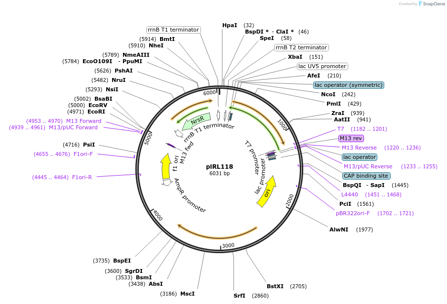163632-plasmid-map-sequence-id-339482
