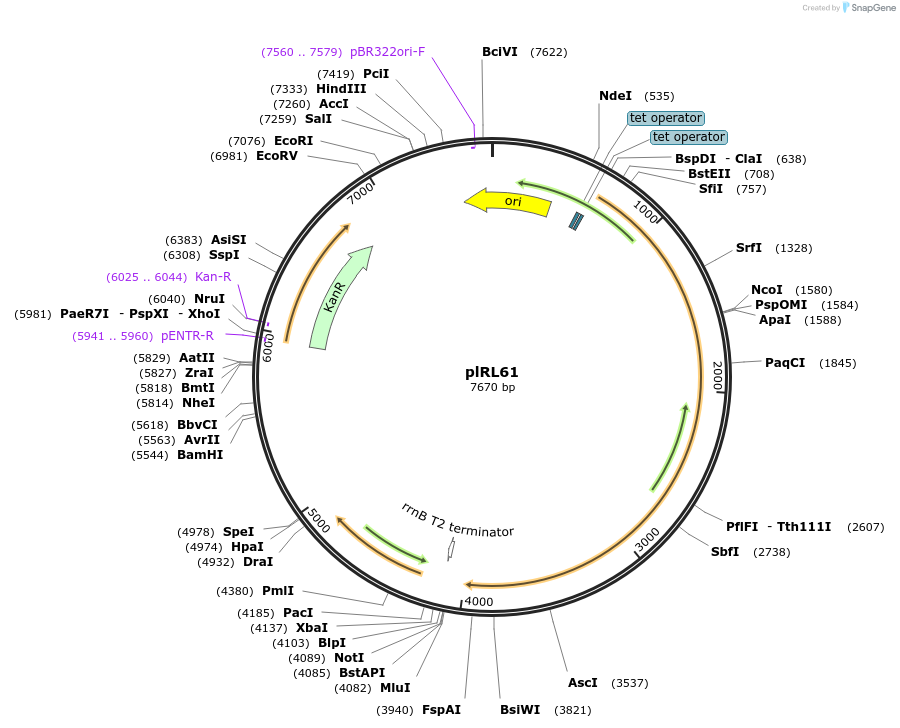 163633-plasmid-map-sequence-id-339483