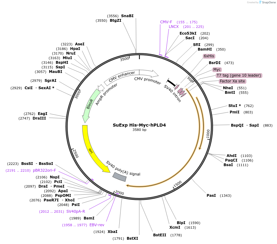 173852-plasmid-map-sequence-id-339484