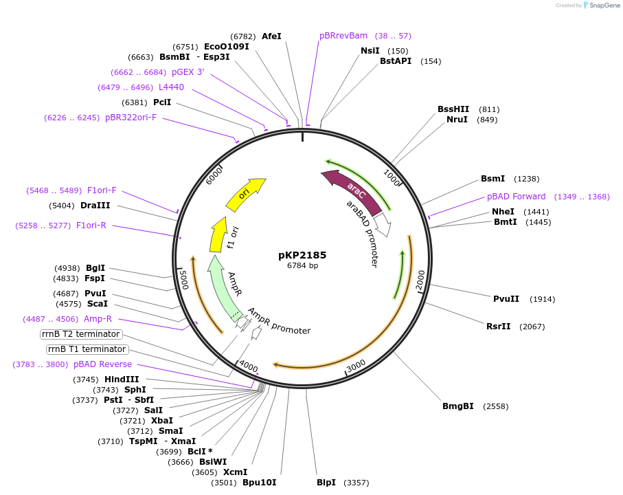 167635-plasmid-map-sequence-id-339489