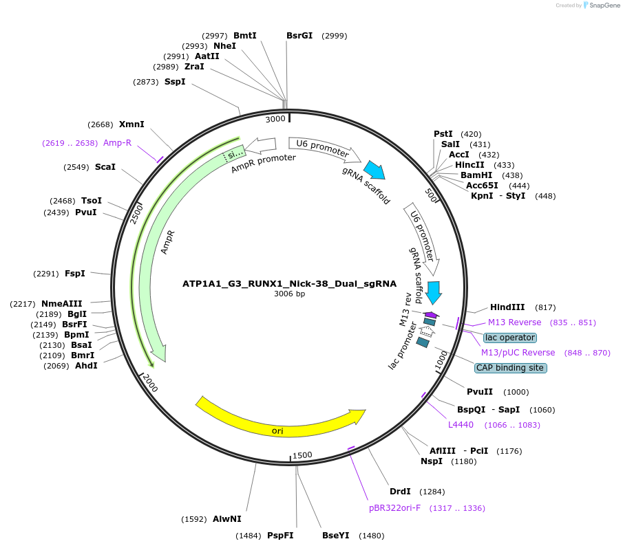 173214-plasmid-map-sequence-id-339507