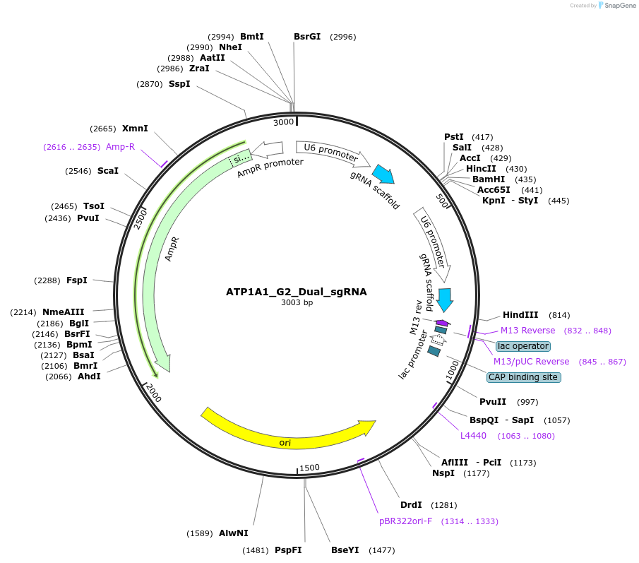 173201-plasmid-map-sequence-id-339508