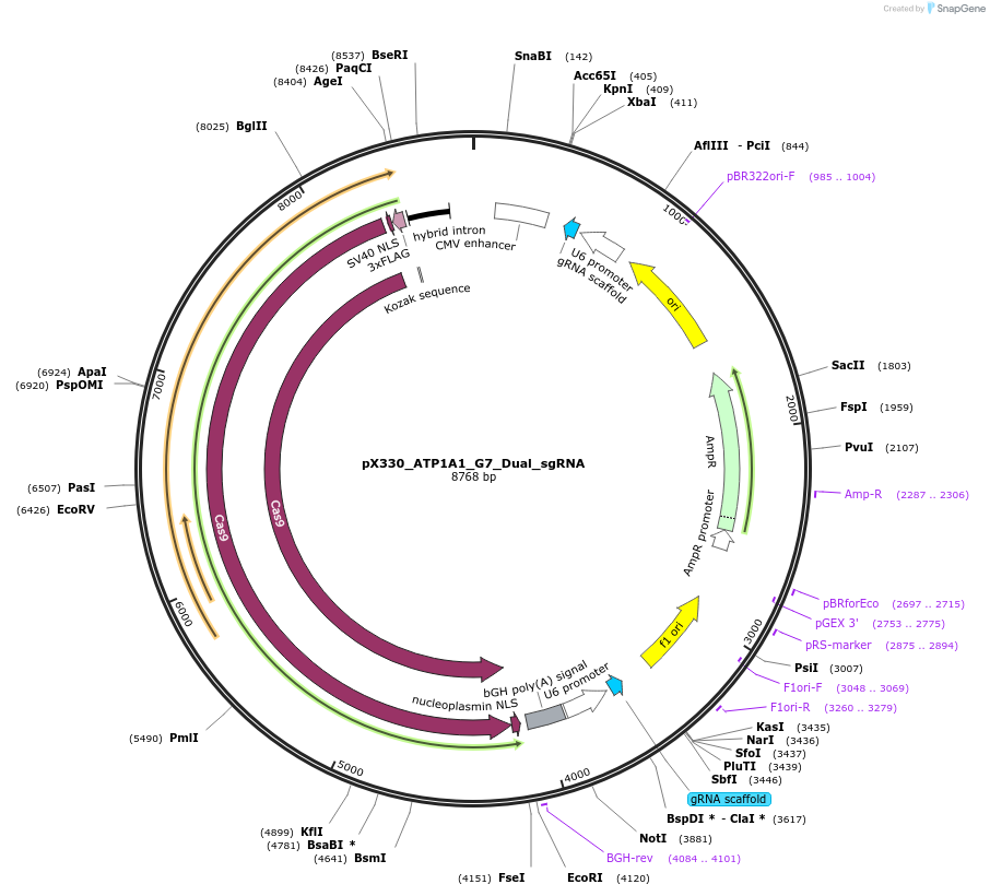 173206-plasmid-map-sequence-id-339514