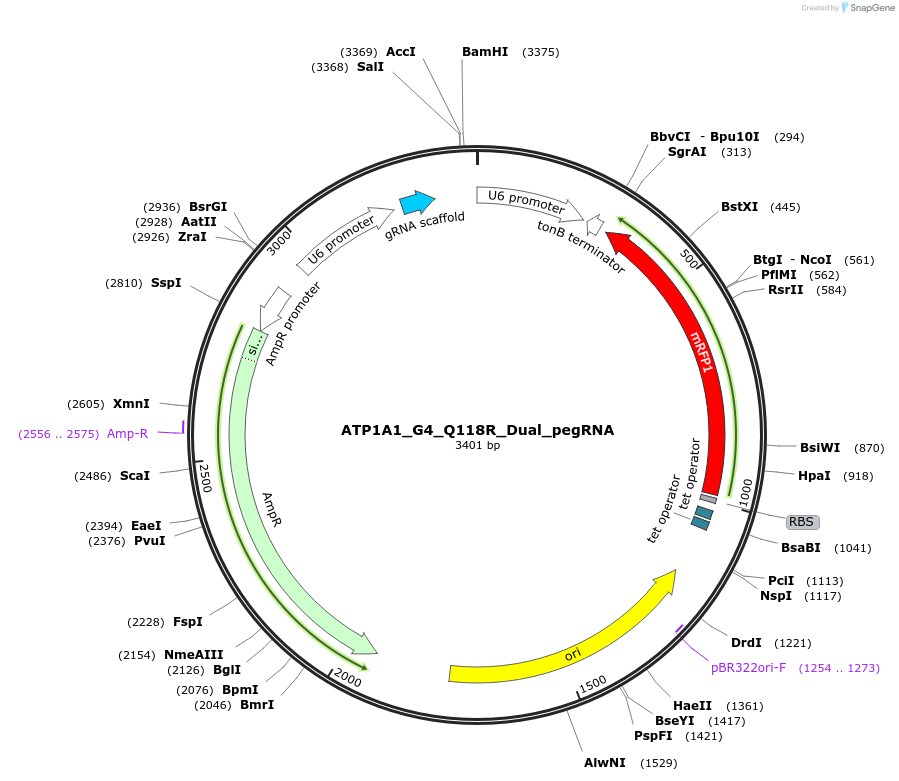 173199-plasmid-map-sequence-id-339518