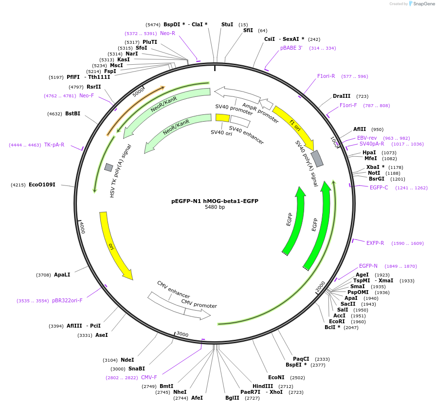160978-plasmid-map-sequence-id-339525