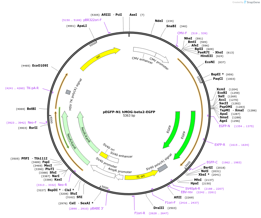 160979-plasmid-map-sequence-id-339526