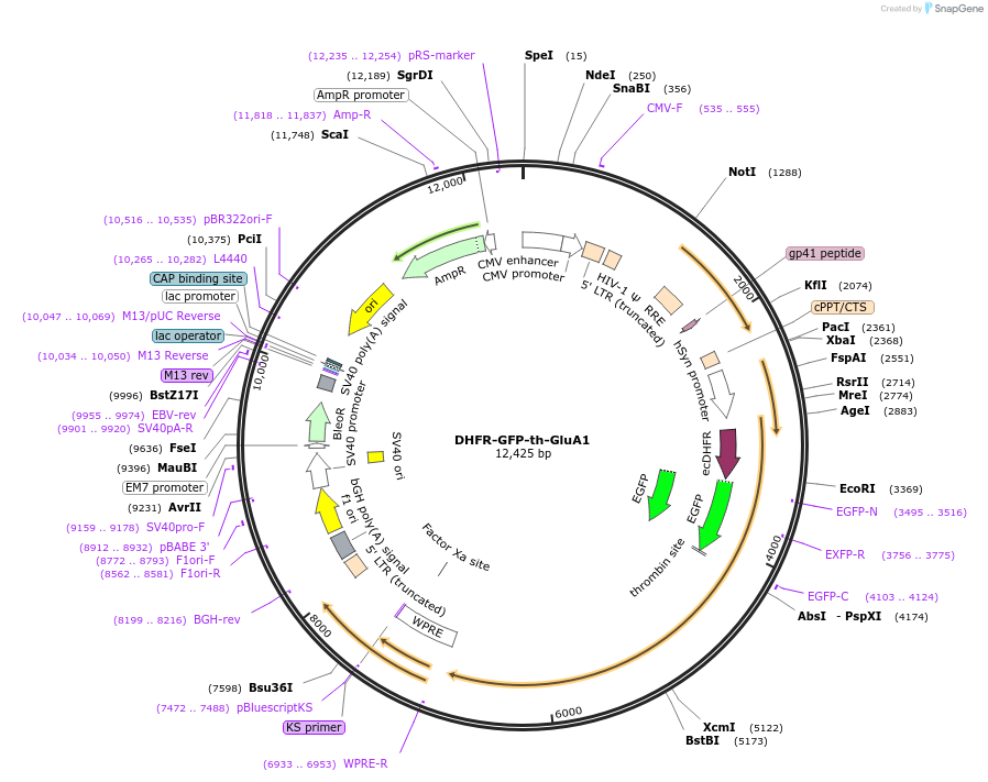 173008-plasmid-map-sequence-id-339527