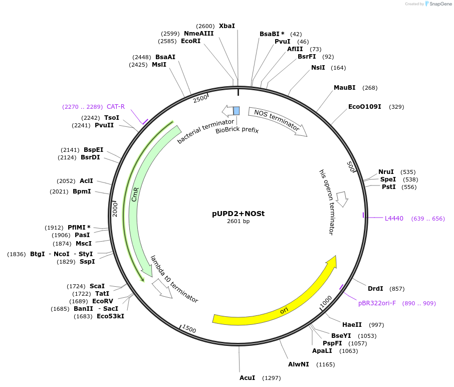 170885-plasmid-map-sequence-id-339542