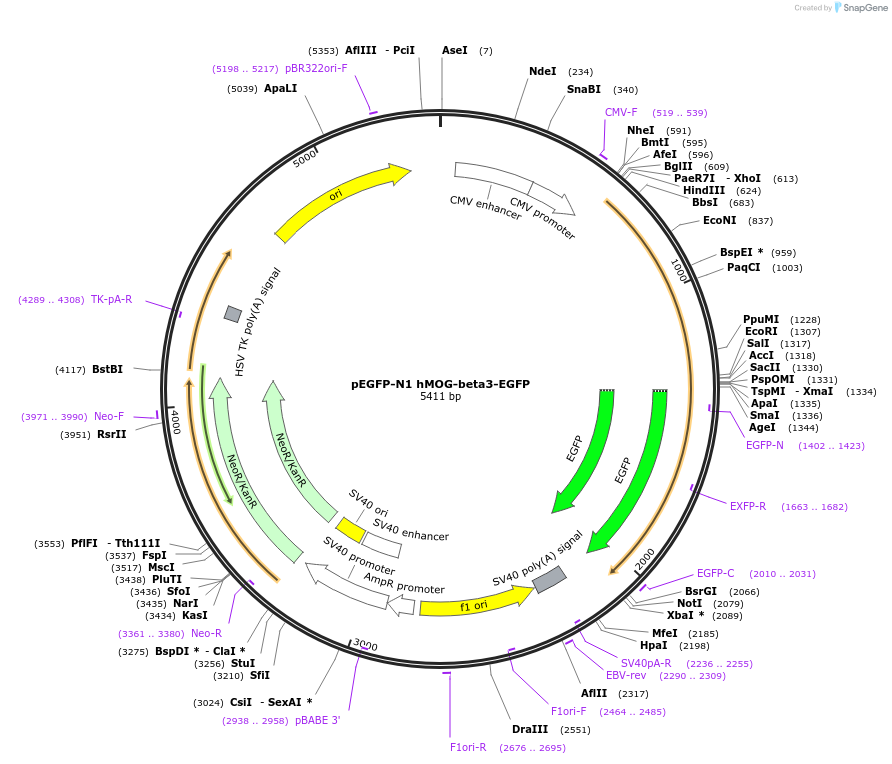 160980-plasmid-map-sequence-id-339544