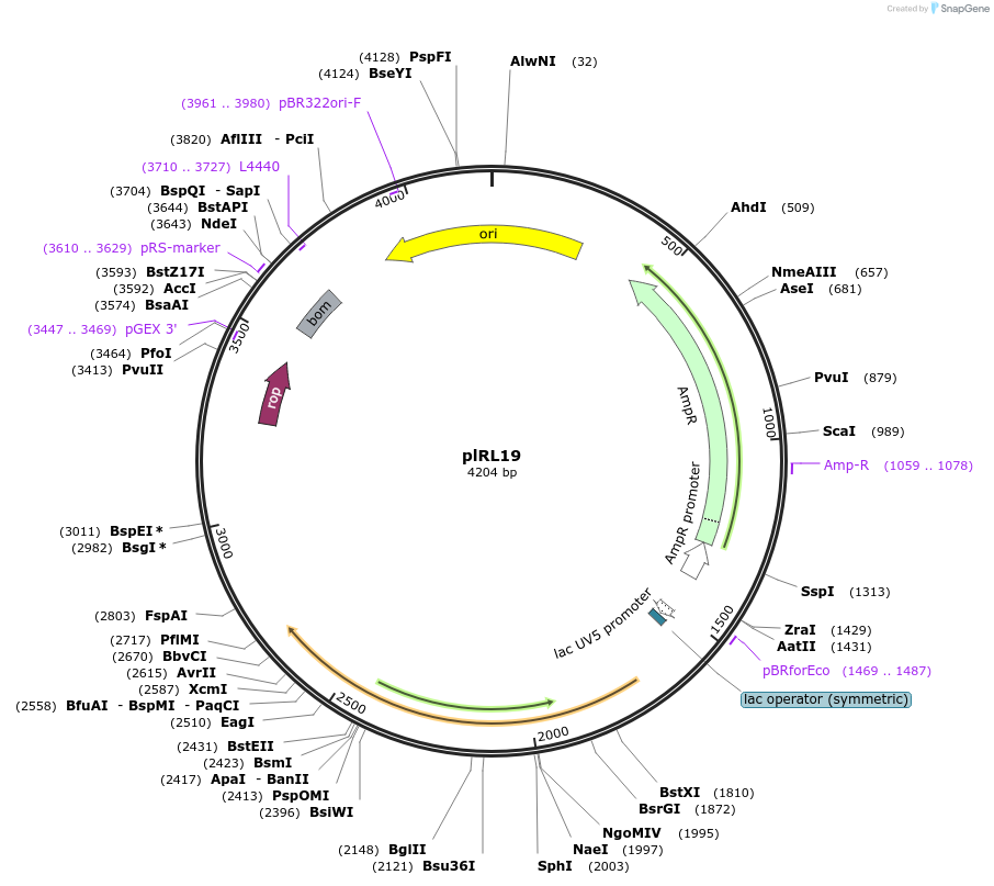 163634-plasmid-map-sequence-id-339549