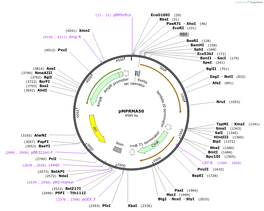 172936-plasmid-map-sequence-id-339552