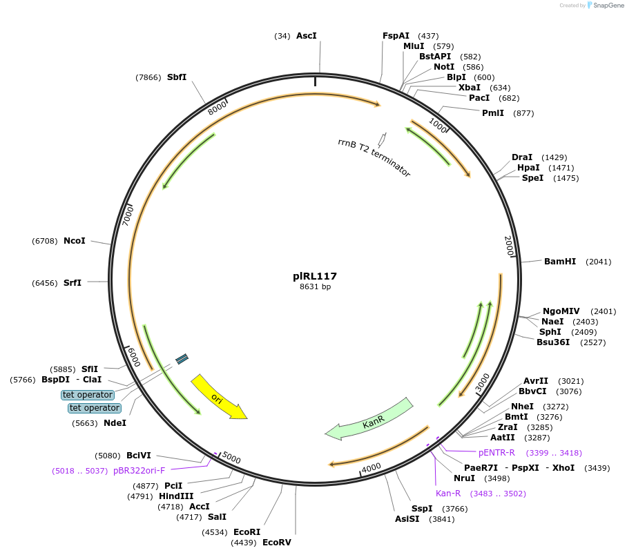 163635-plasmid-map-sequence-id-339553